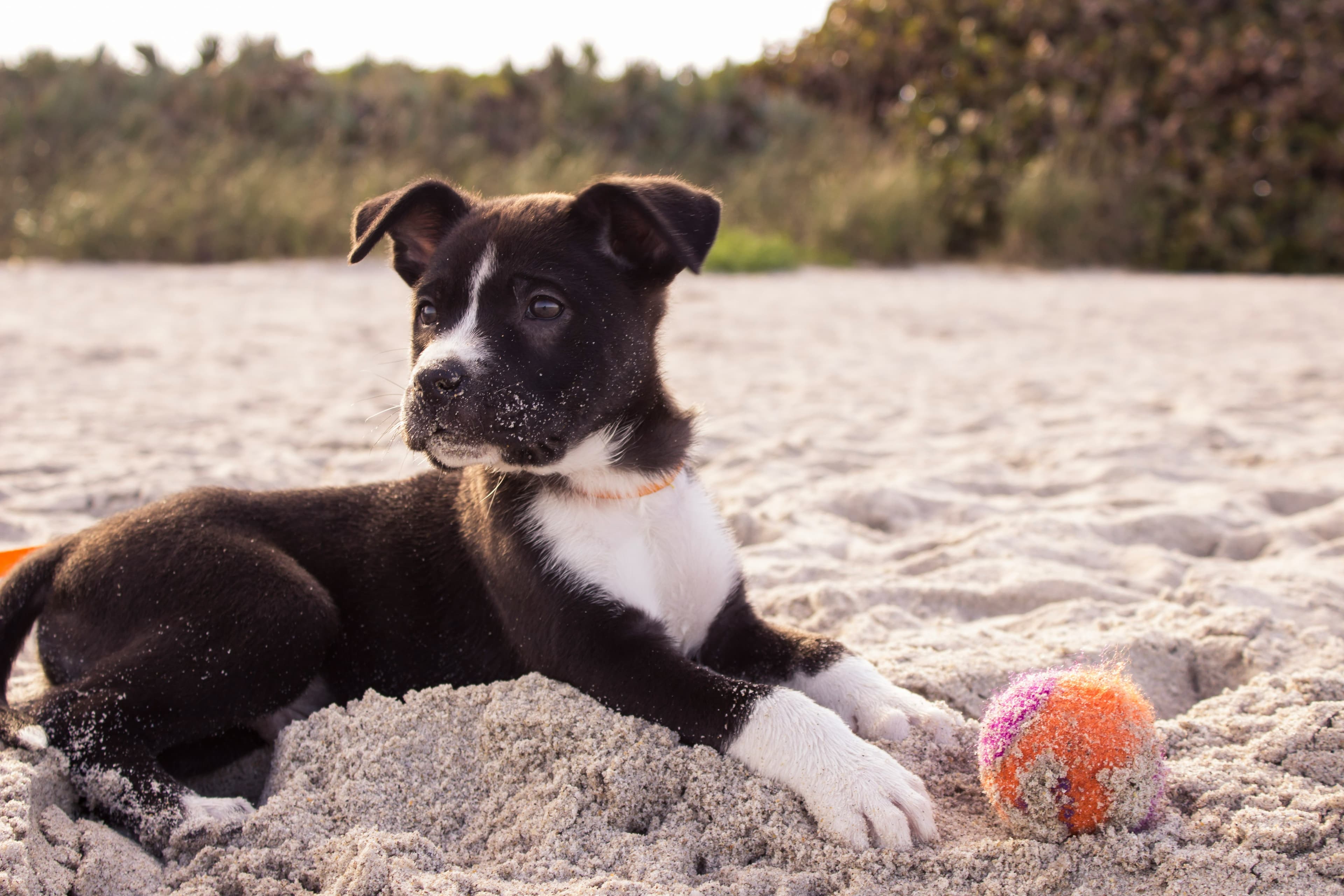 Dog on the beach